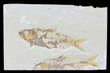Knightia Fossil Fish - Wyoming #74096-1